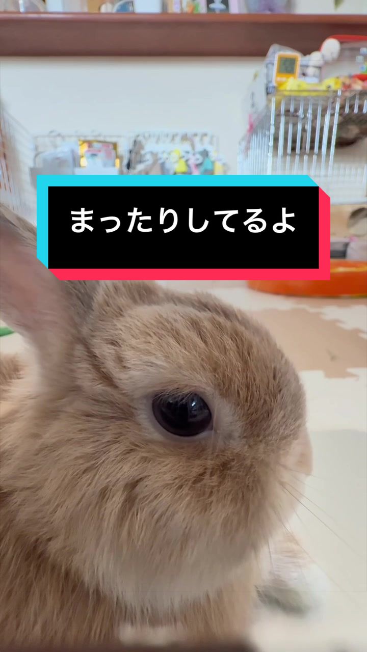 @うさぎのもちまる