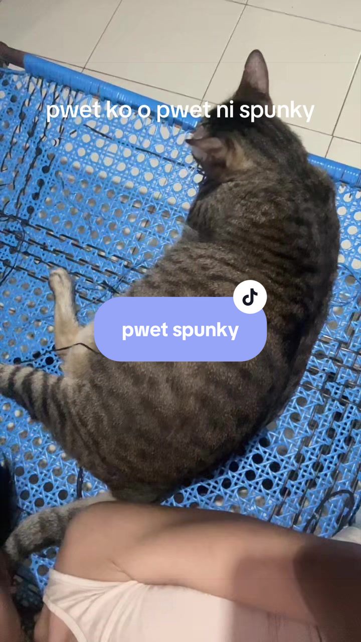 @17meows
