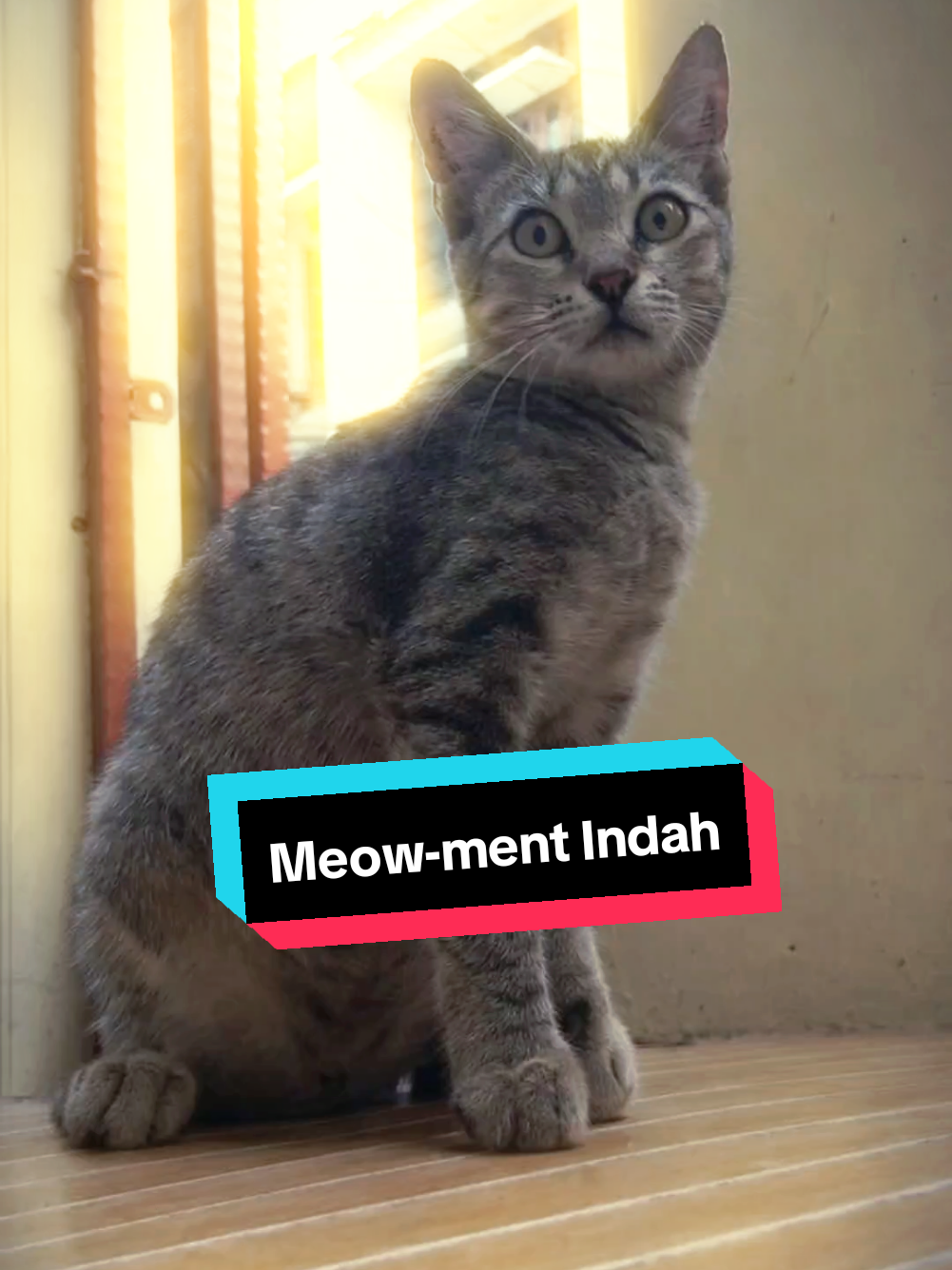 @meoweverydays