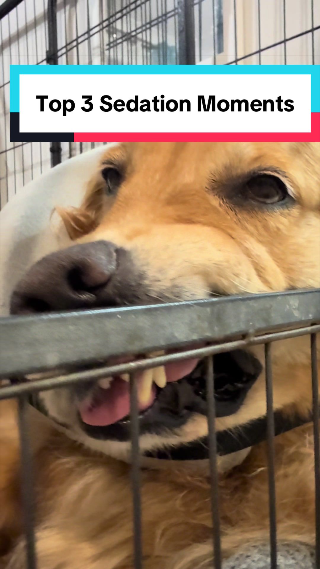 @3goldenretriever