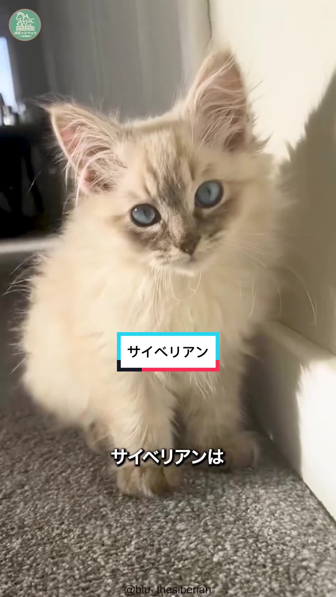 @ぱぱっとペット【動物1分解説】