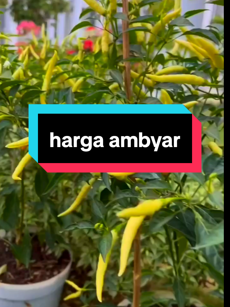 @Damar