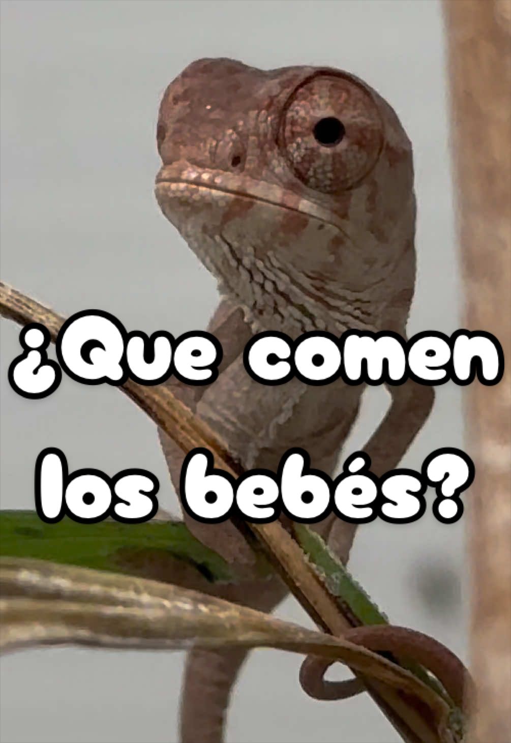 @ReptilMania