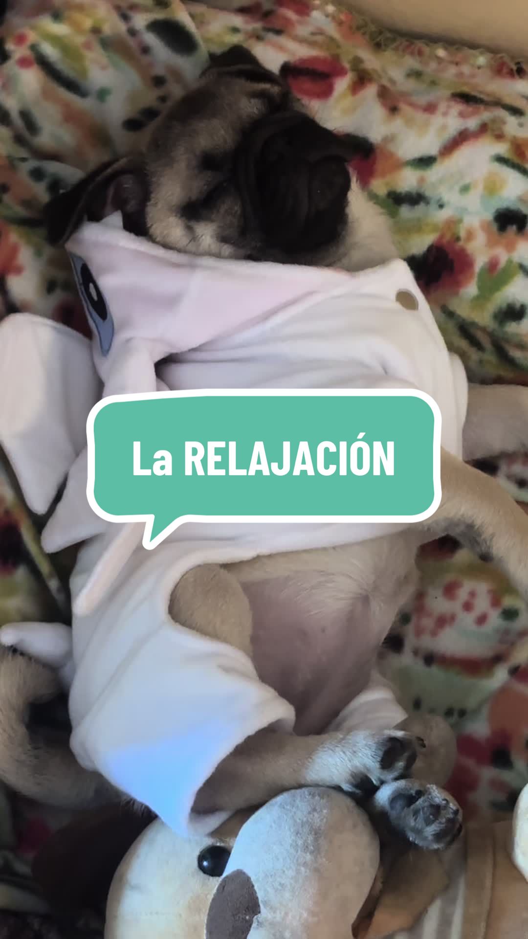 @Babypug