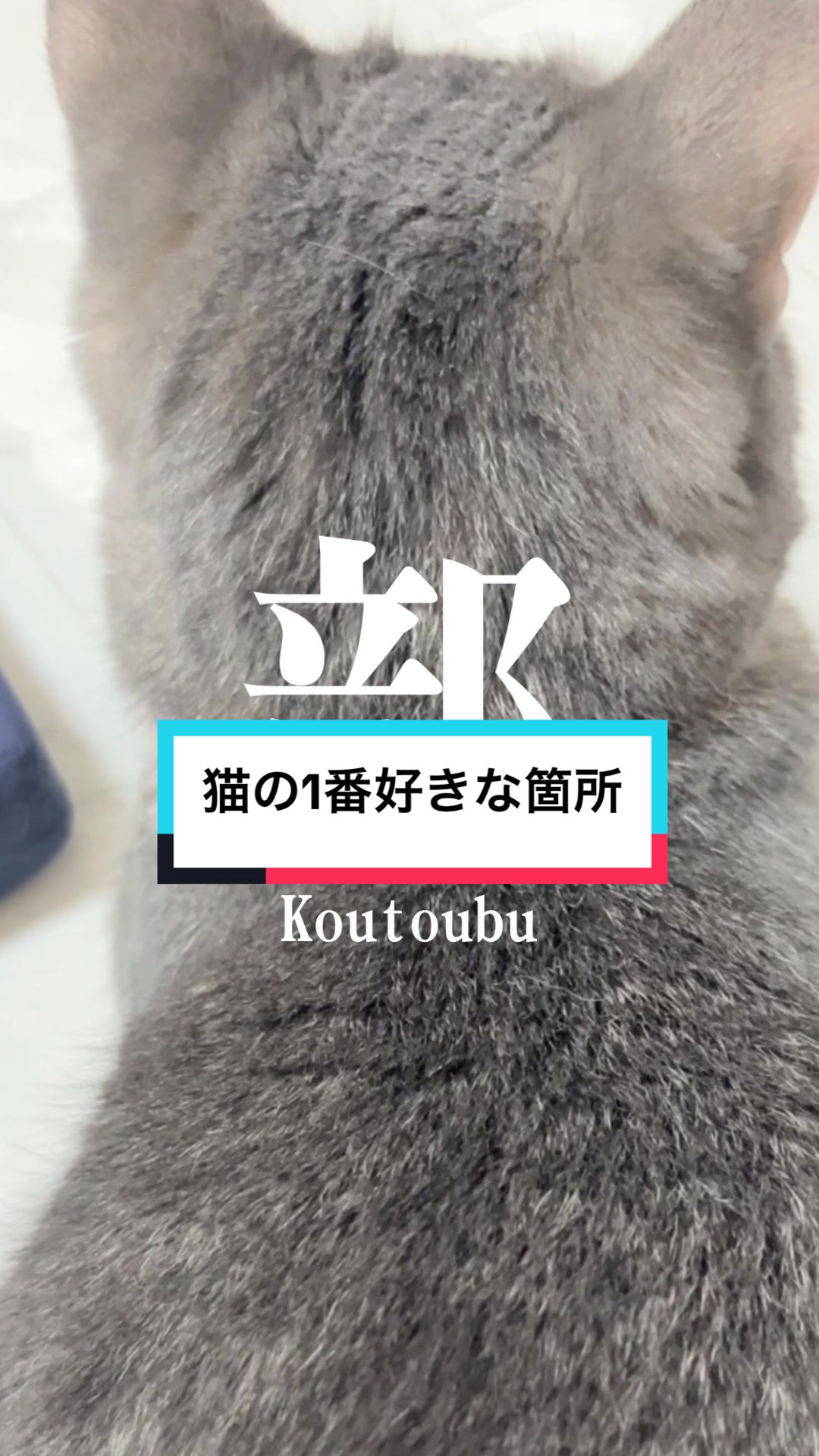 @ふたばꕤ︎︎