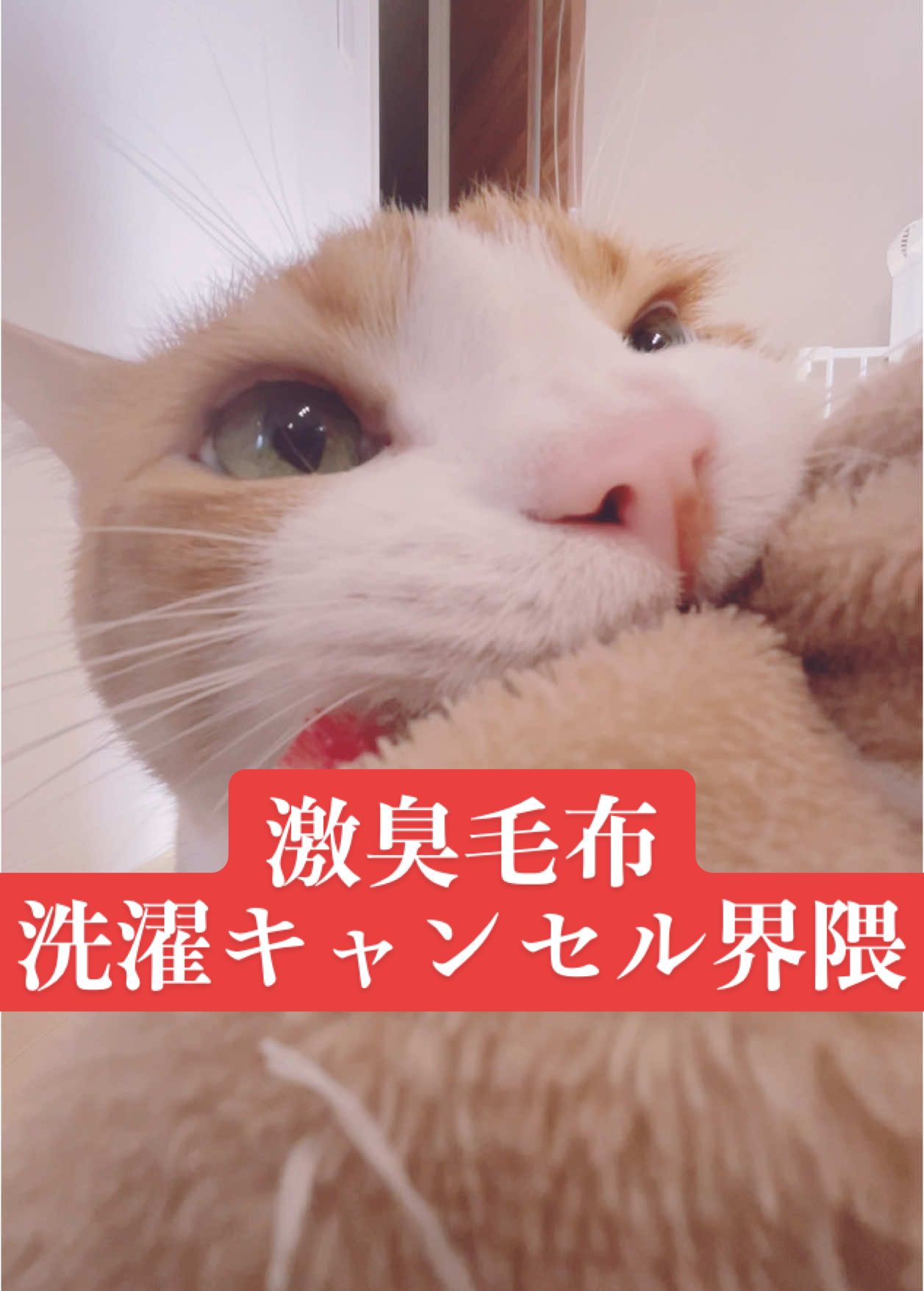 @みーこchannel