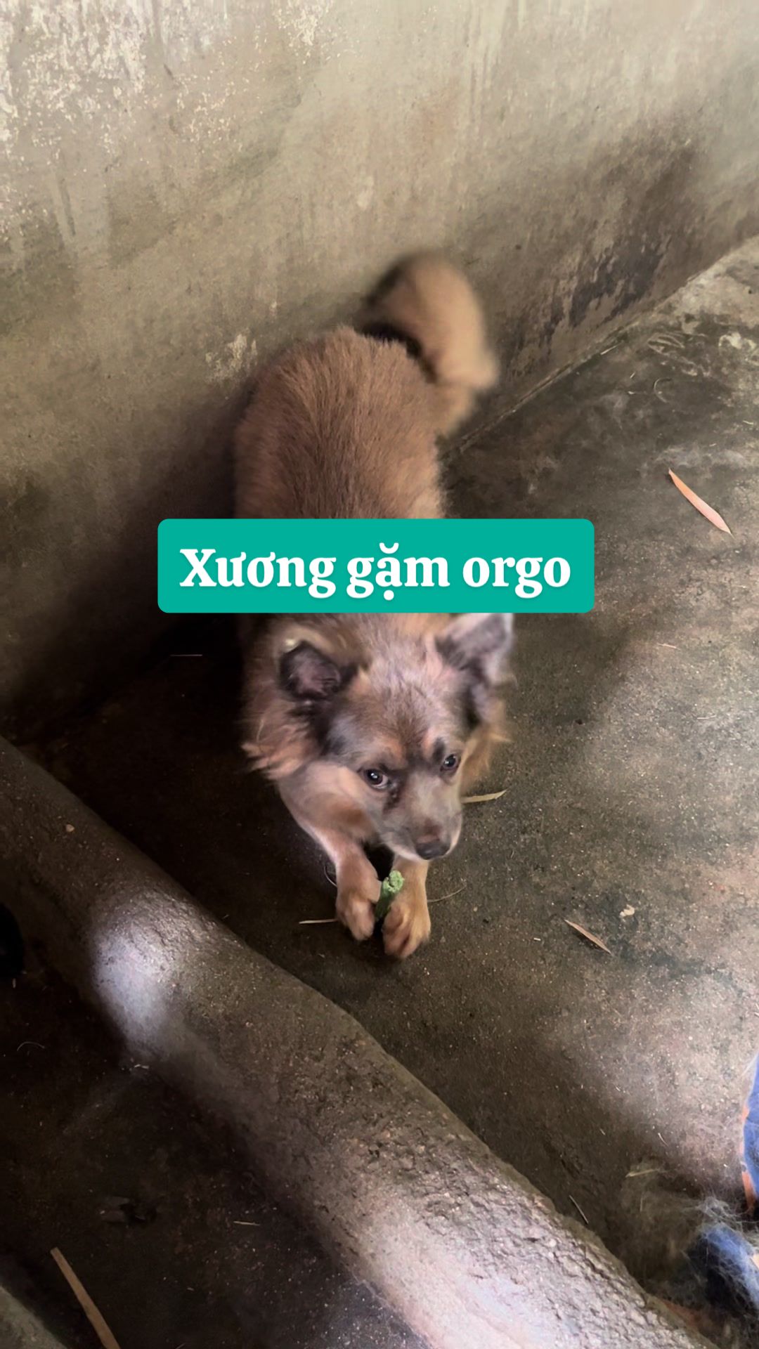 @Ba bé mèo và một bé chó