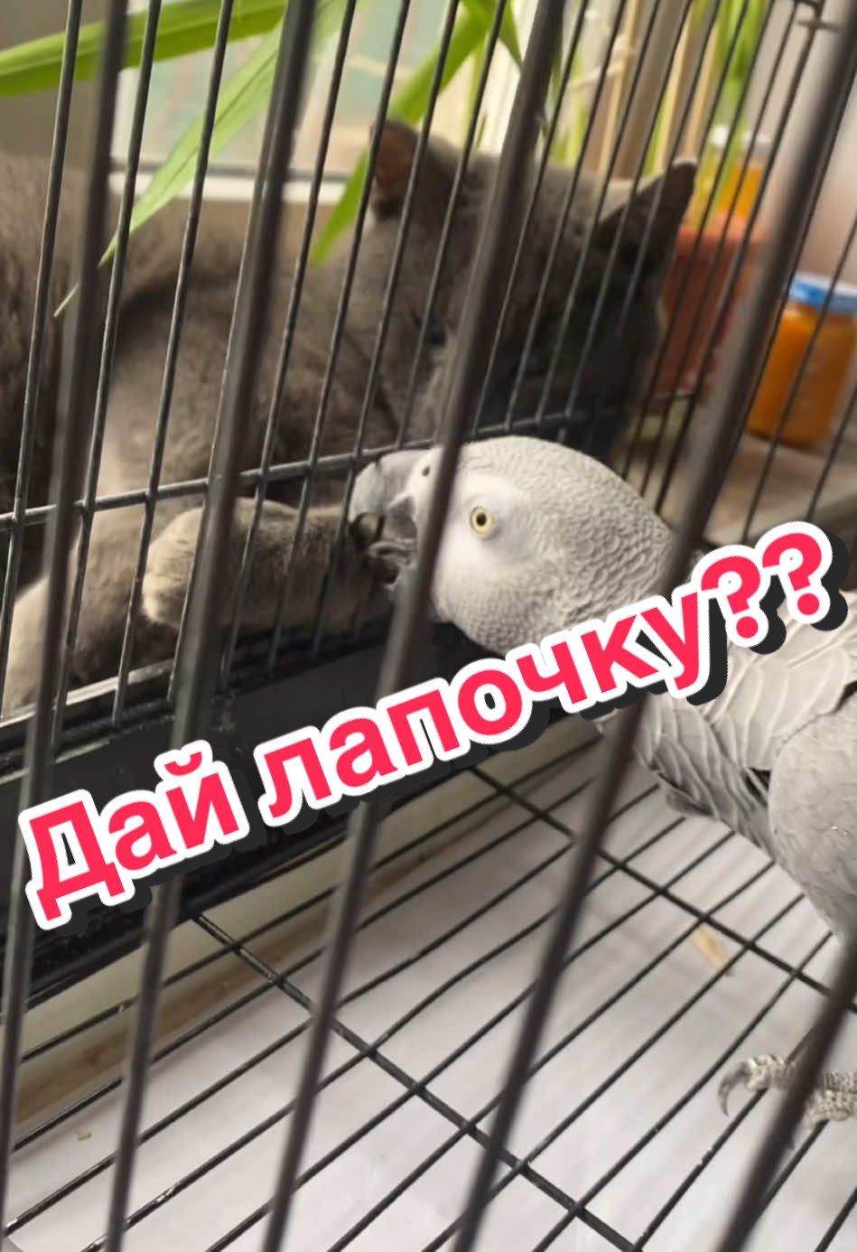 @Жако Кира