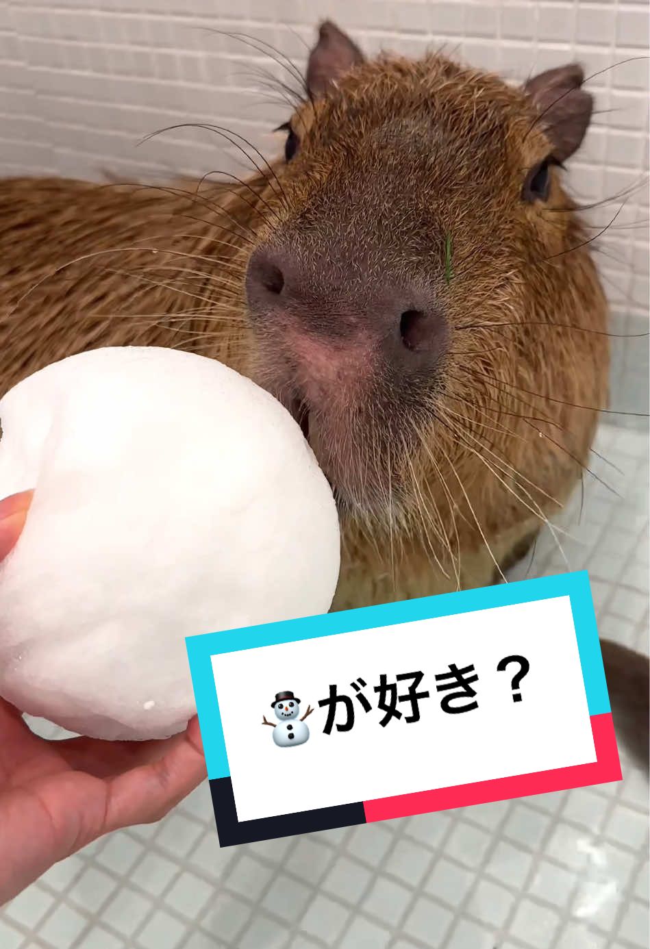 @カピヴィレッジ