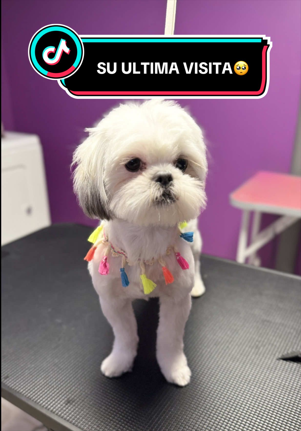 @wonderpetsgrooming