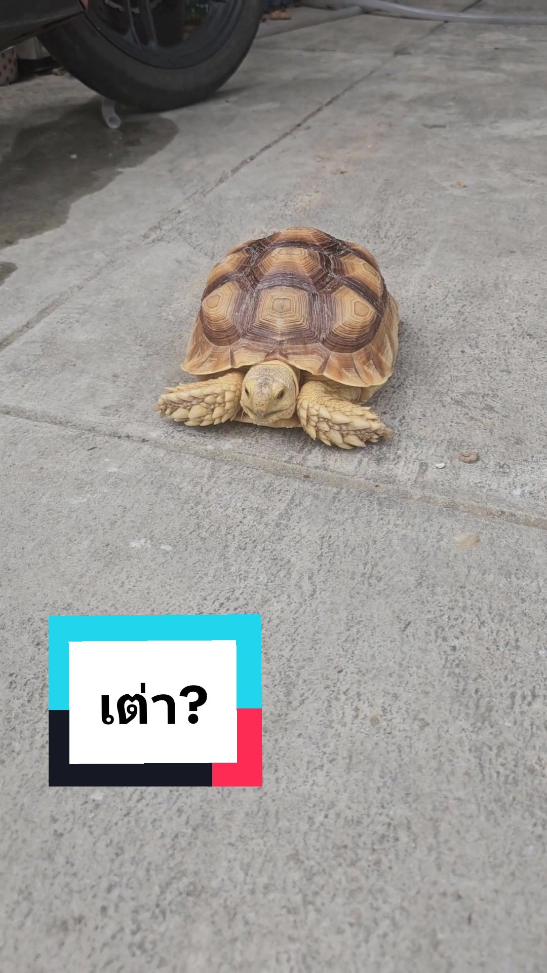 @NarondesU พ่องูคาราเมล
