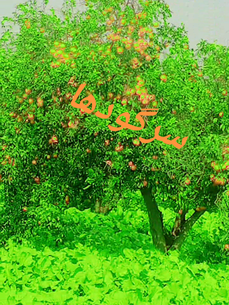 @میاں جی
