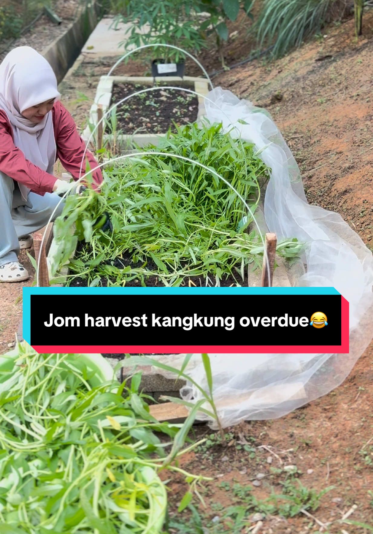 @AB Agrofarm 588