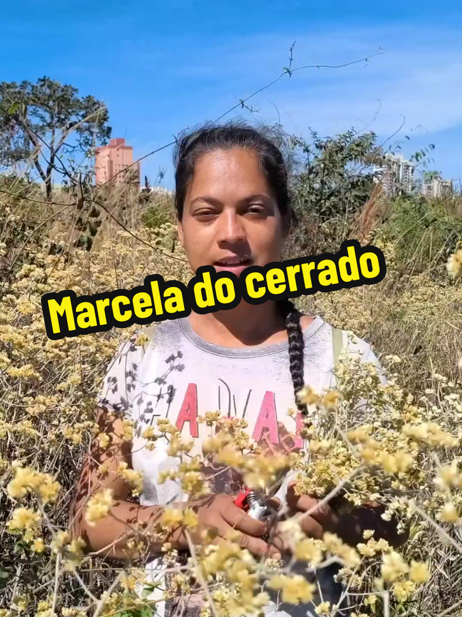 @Plantas