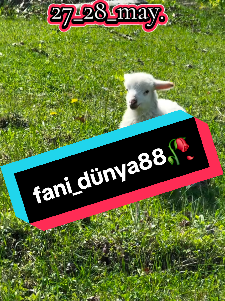 @꧁🖤fani🥀dunya88🖤꧂