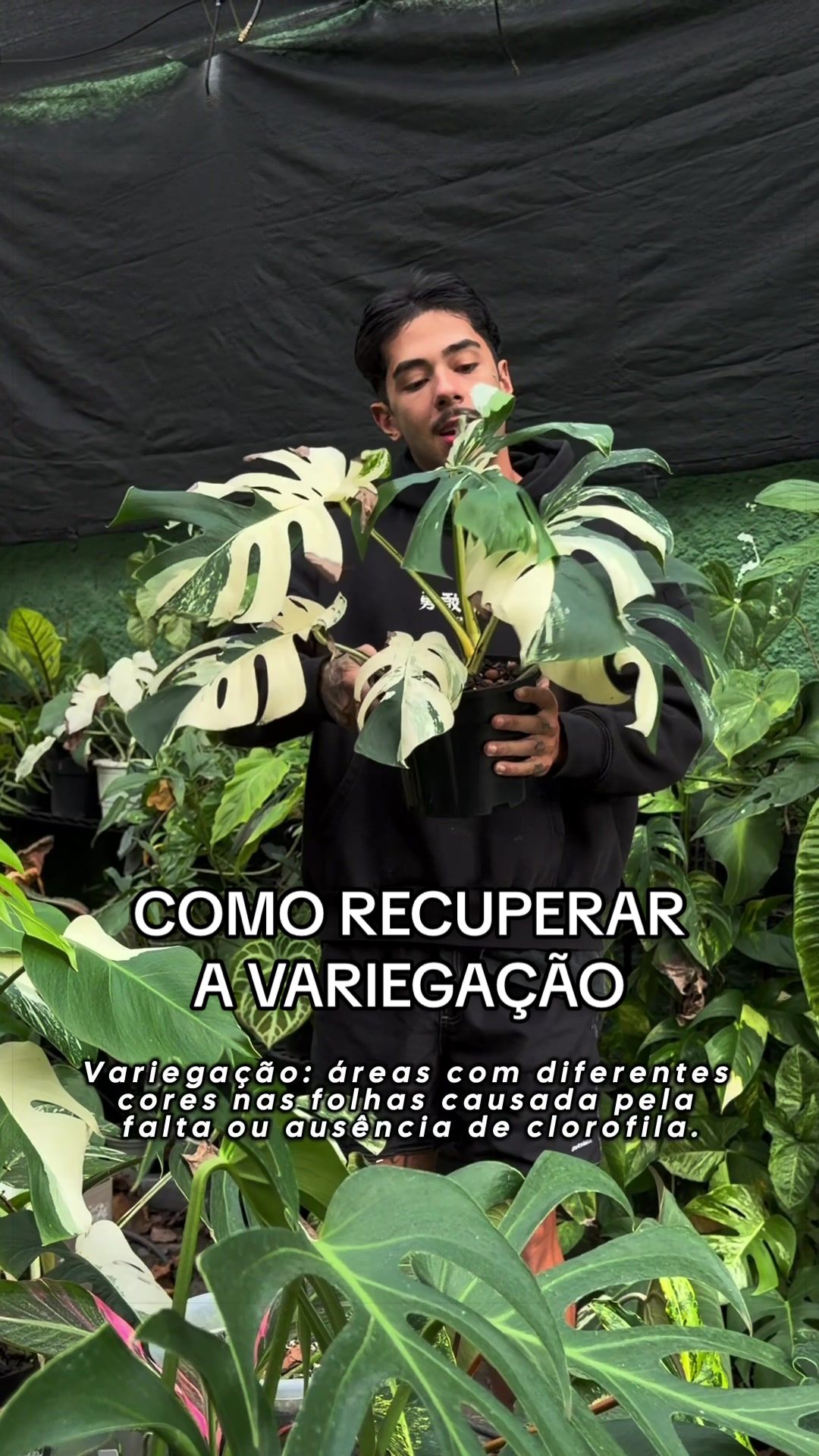 @Otávio Pichirillo