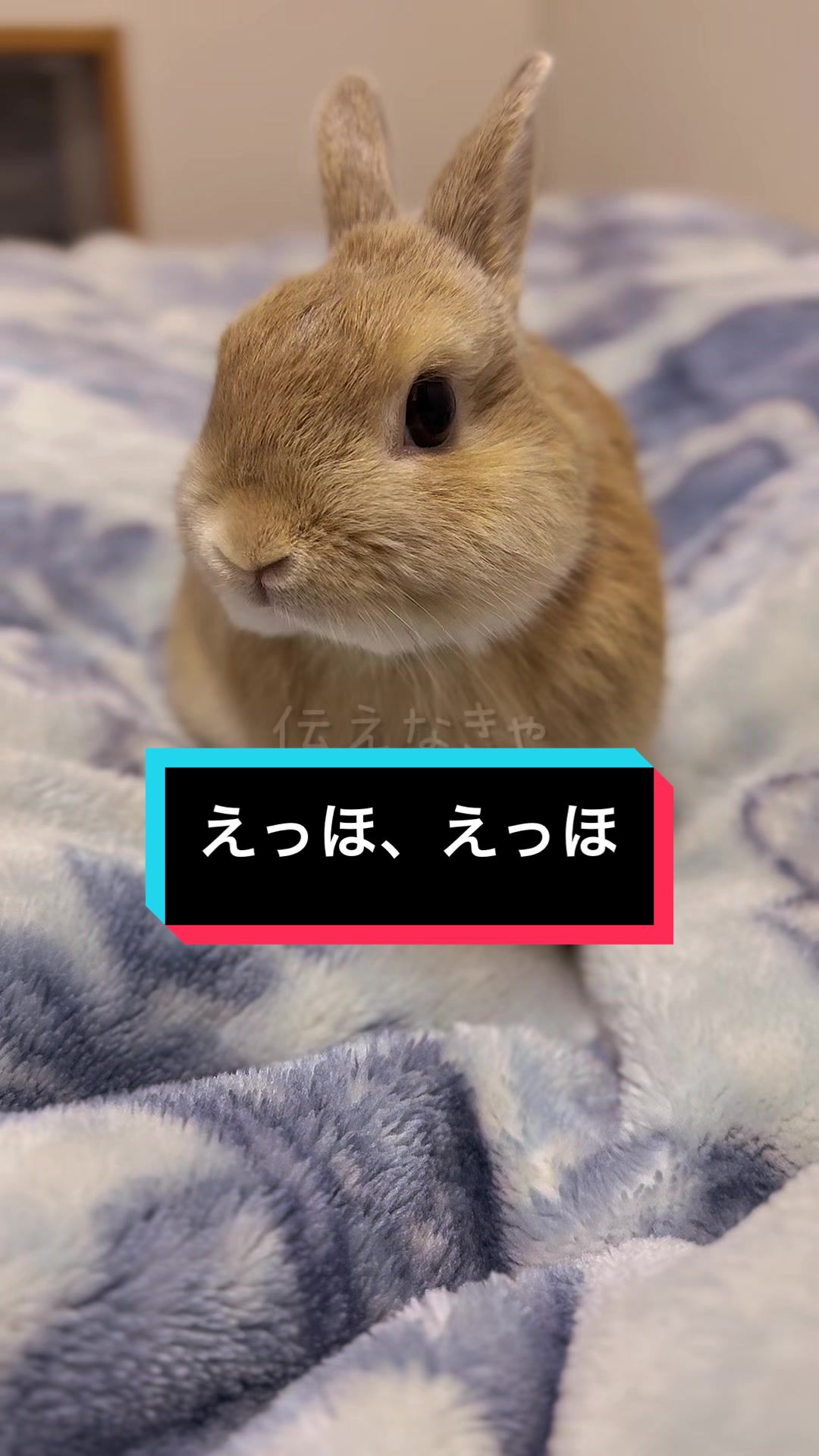 @うさぎのもちまる