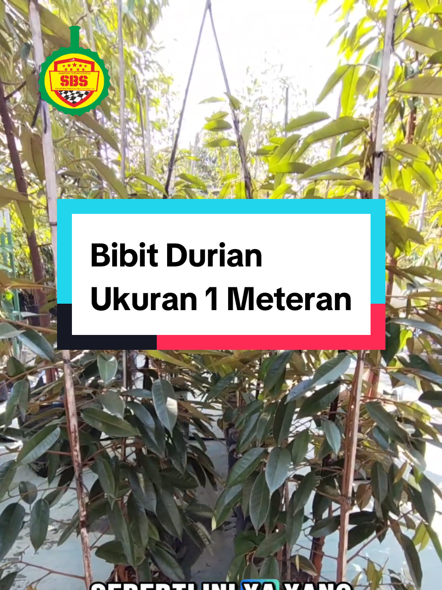 @Produksi Buah_SBS