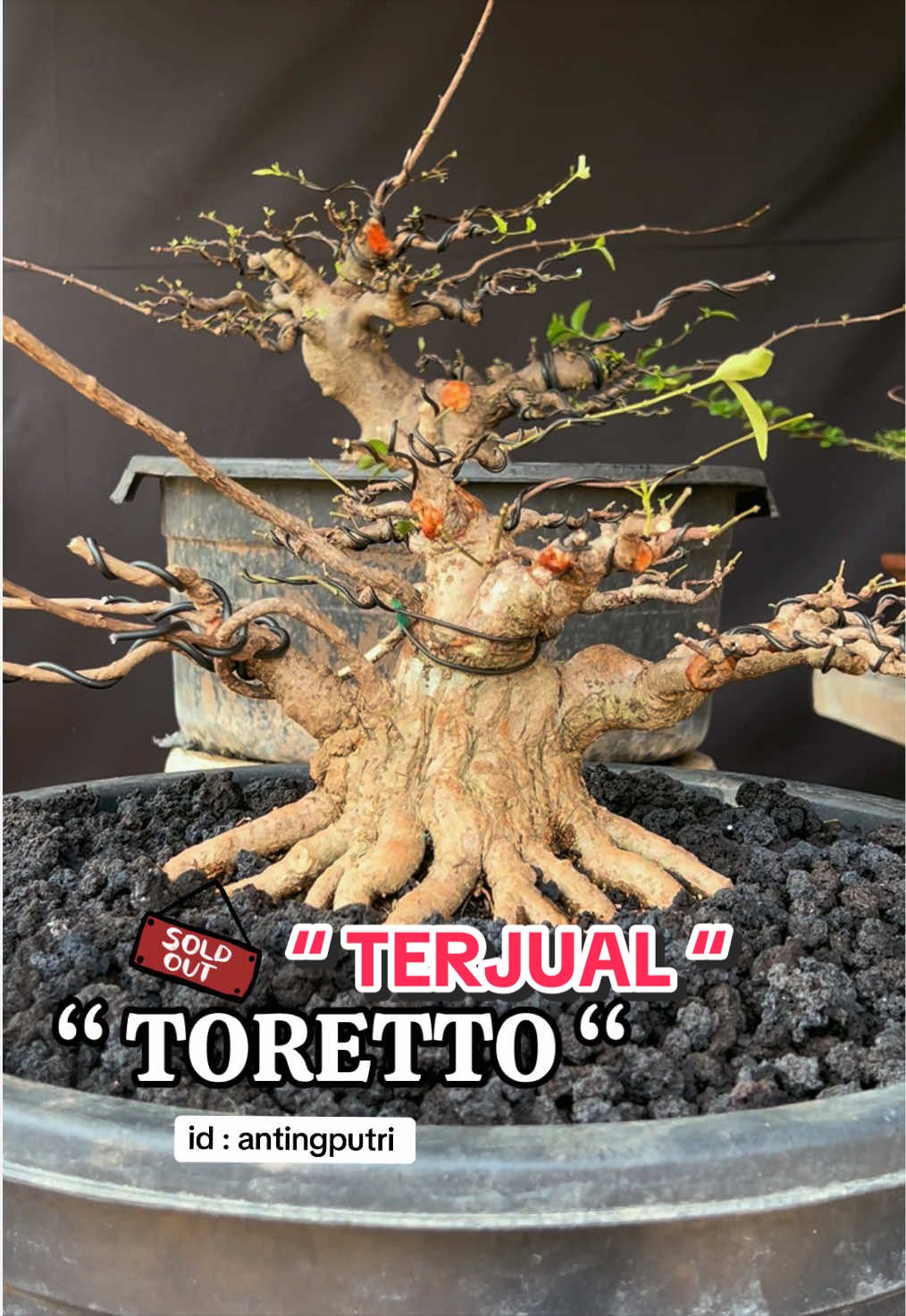 @warbonsai_purwodadi