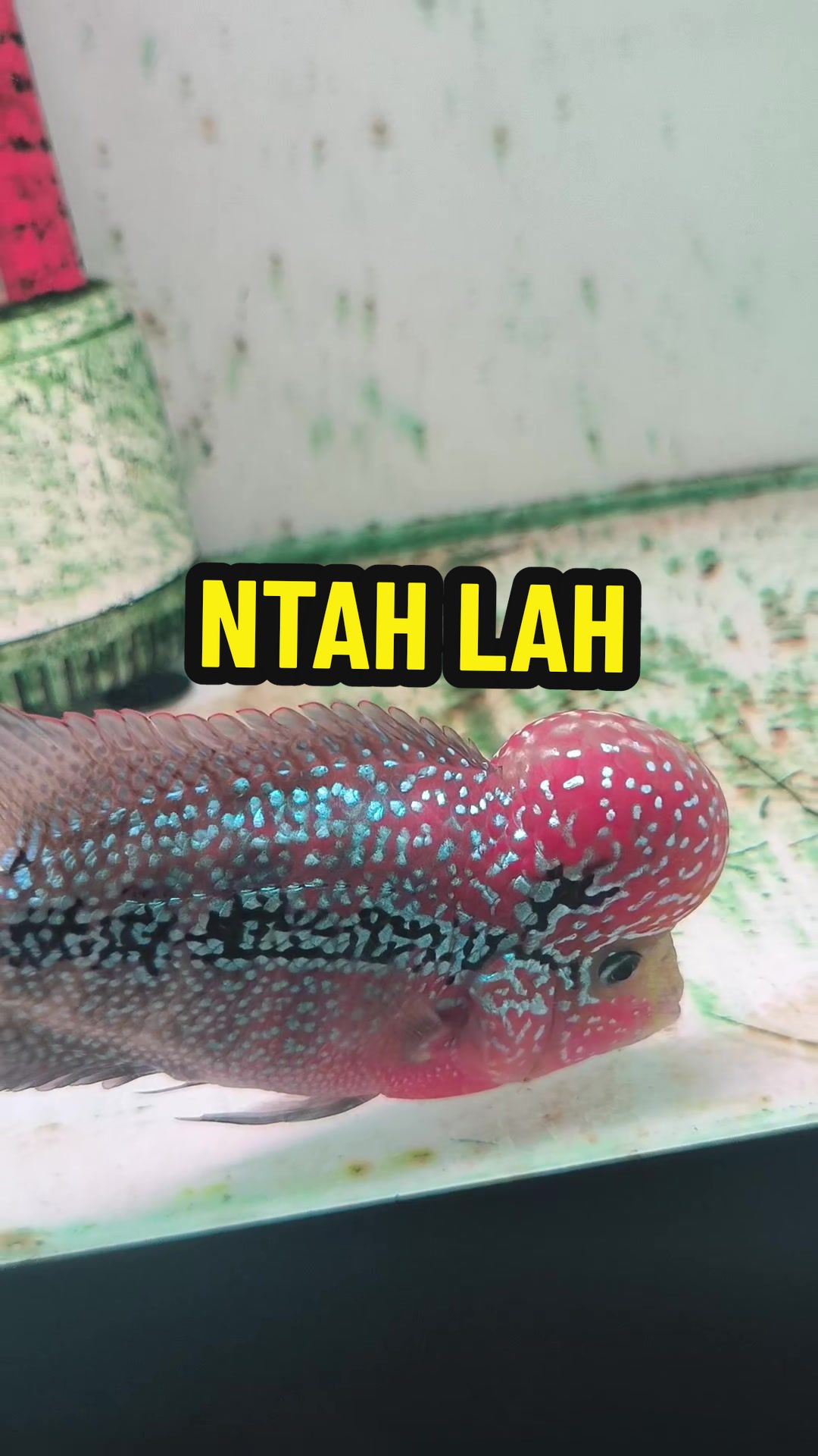 @Punya Namita