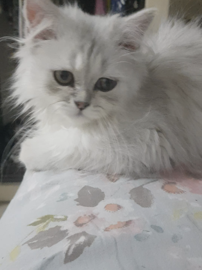 @💞S̴E̴V̴D̴A̴ ̴💞KEDİ💞