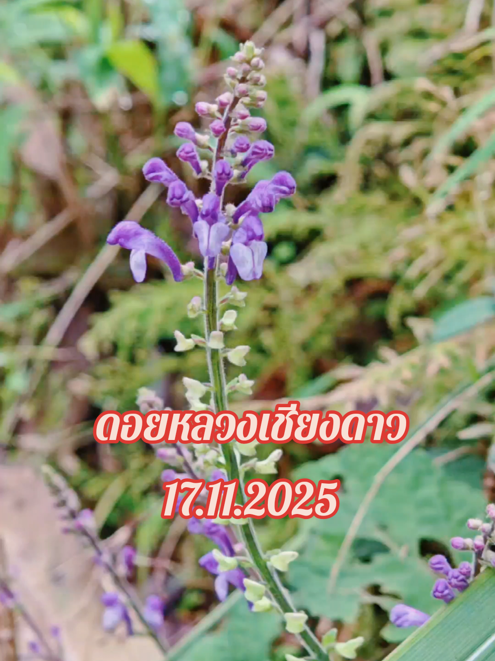@Sine_Bam