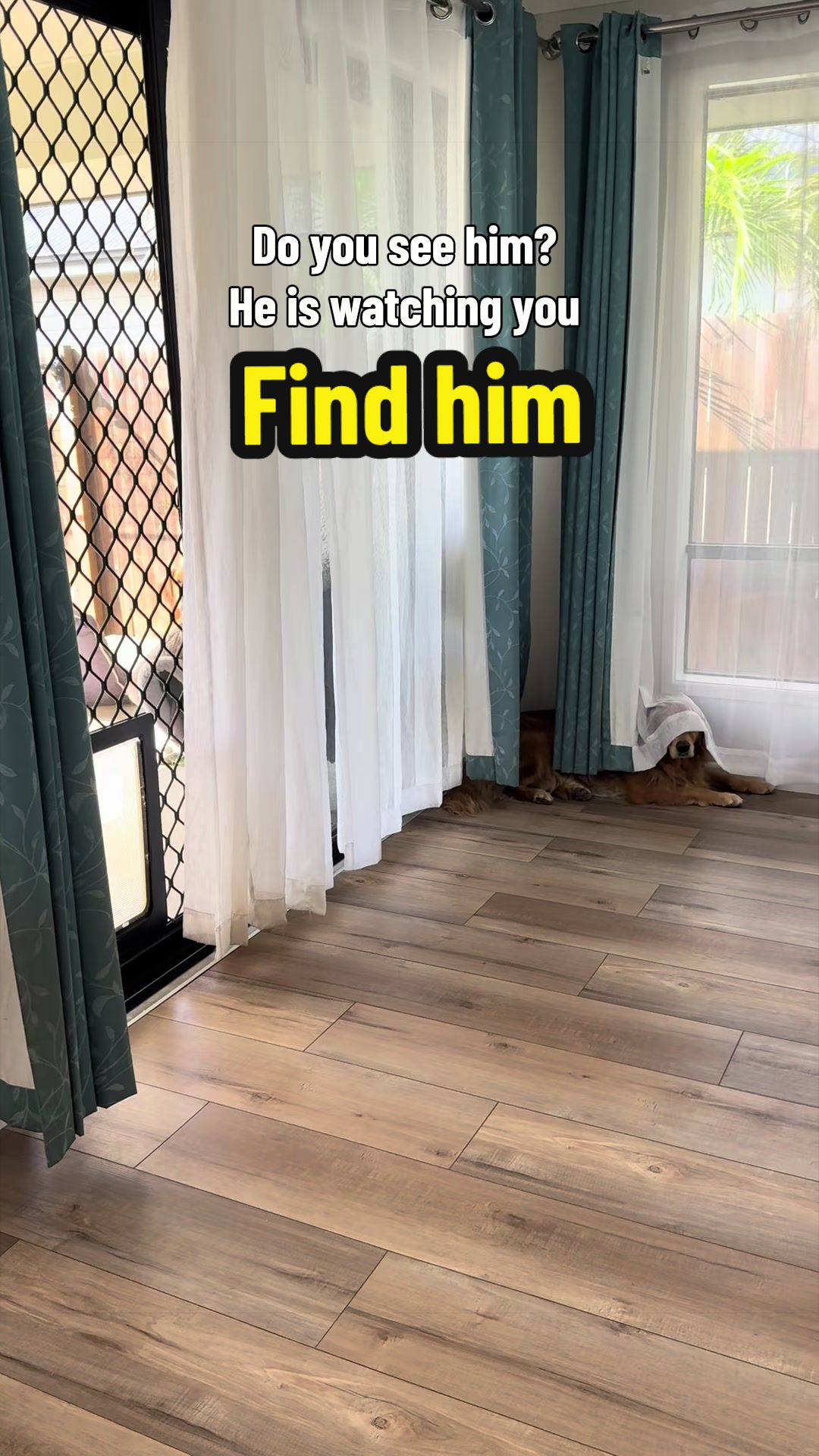 @3goldenretriever