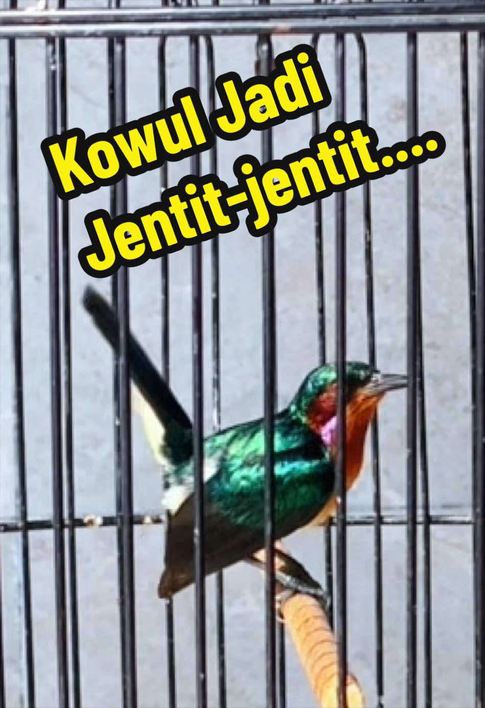 @GeDang Manuk