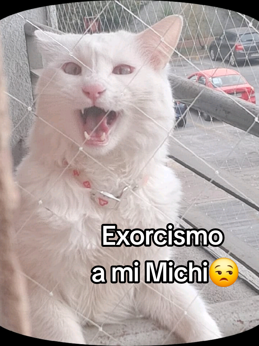 @MichiLovers&reg;