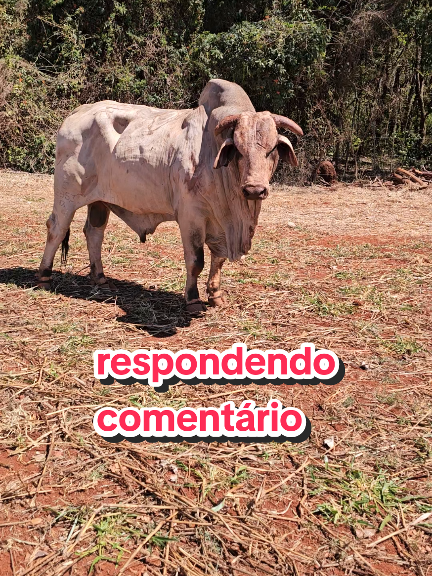 @Geovane neto