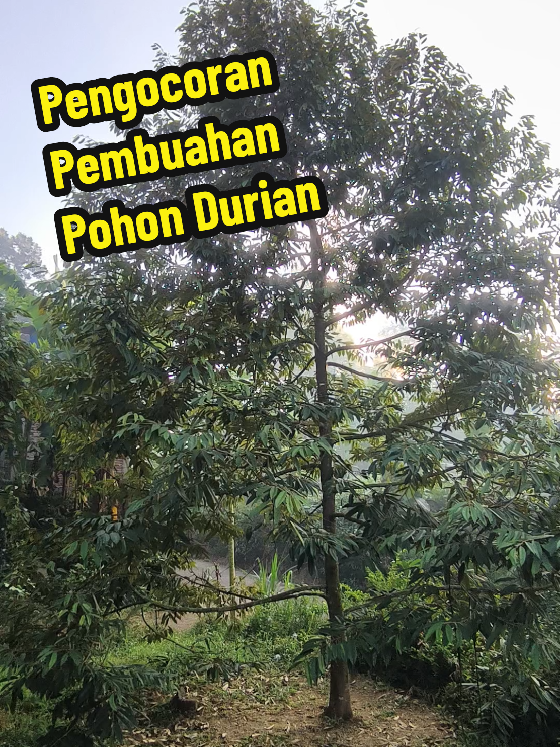 @Alas Durian Jepara