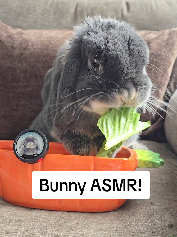 @Blueberry the Bunny