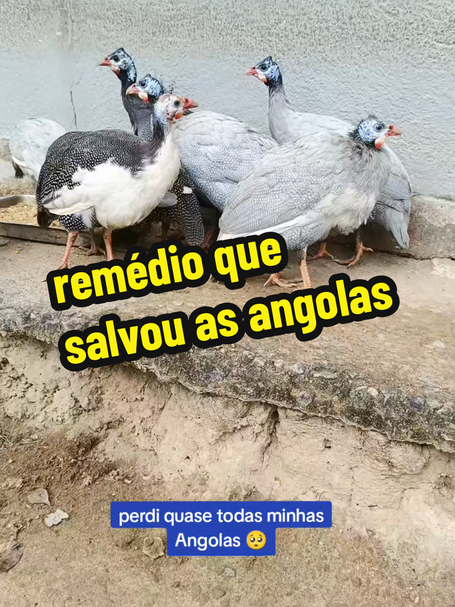 @Elaine Fernandes