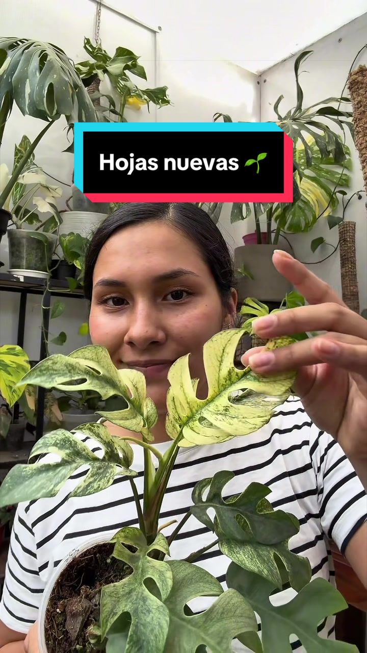 @arianacarrascolopez