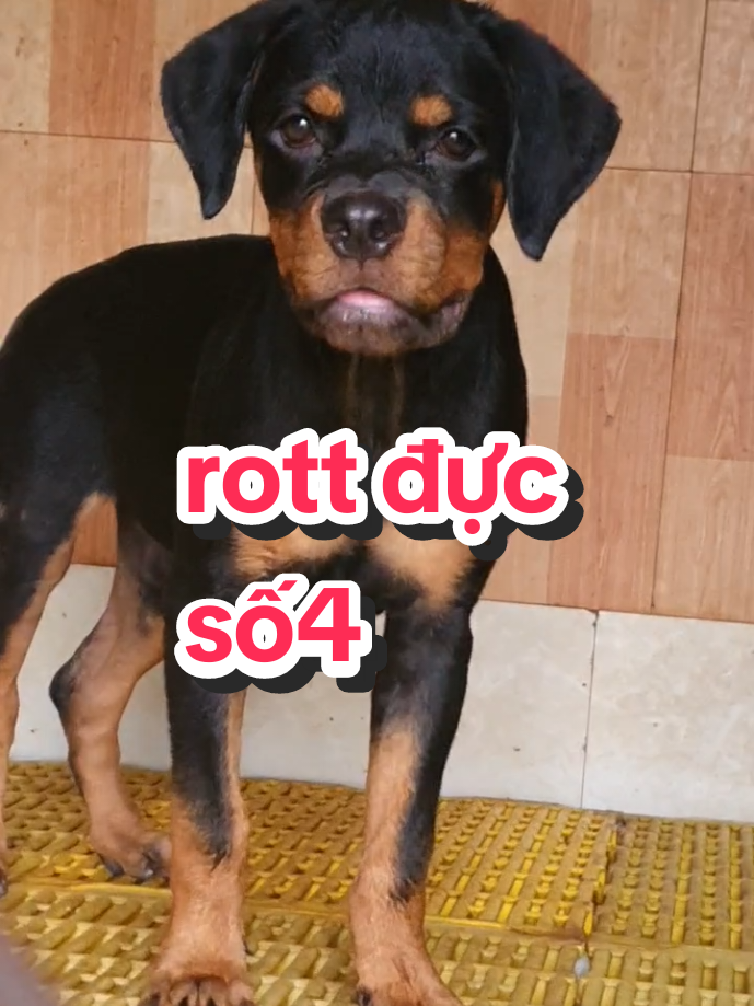 @Trại Ch&oacute; &Uacute;t S&aacute;u