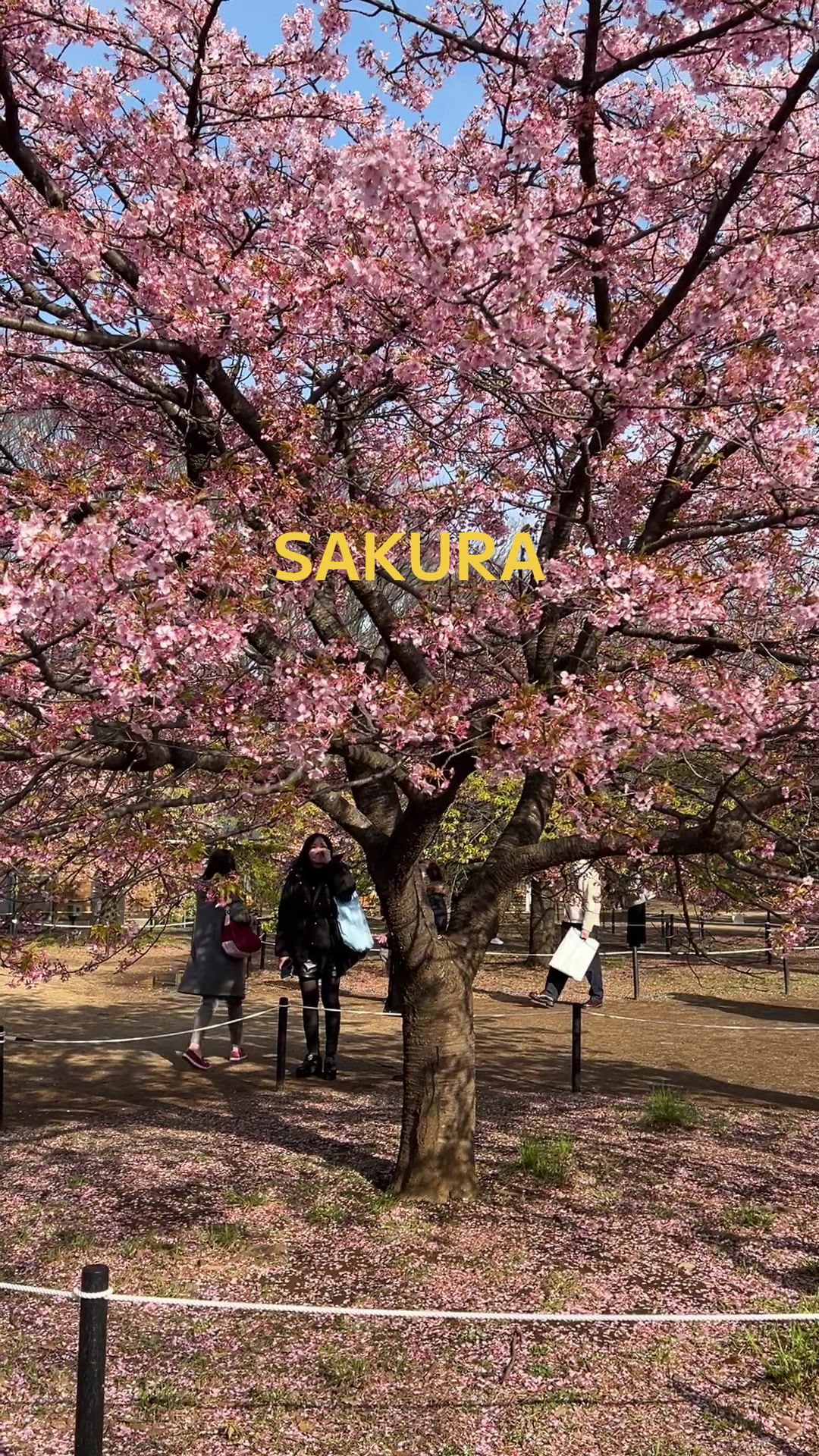 @_shinji71