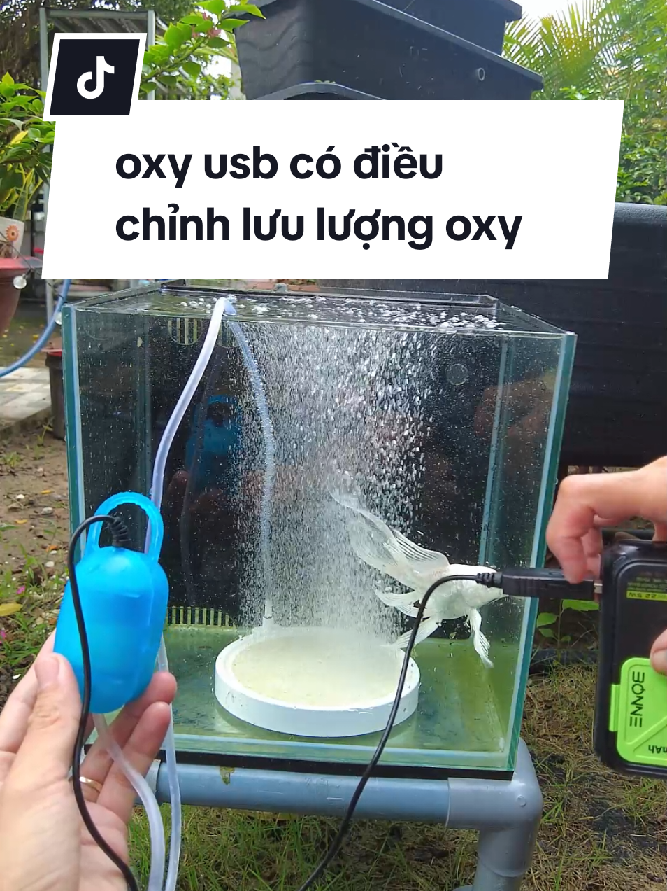 @Ngắm Cá Online