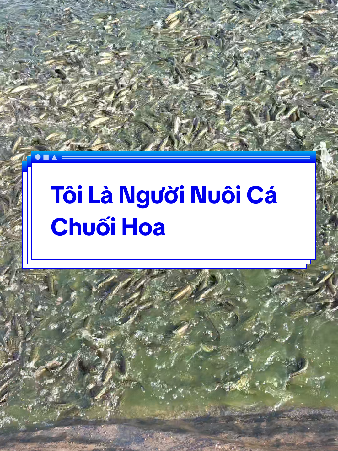 @Cá Chuối Hoa