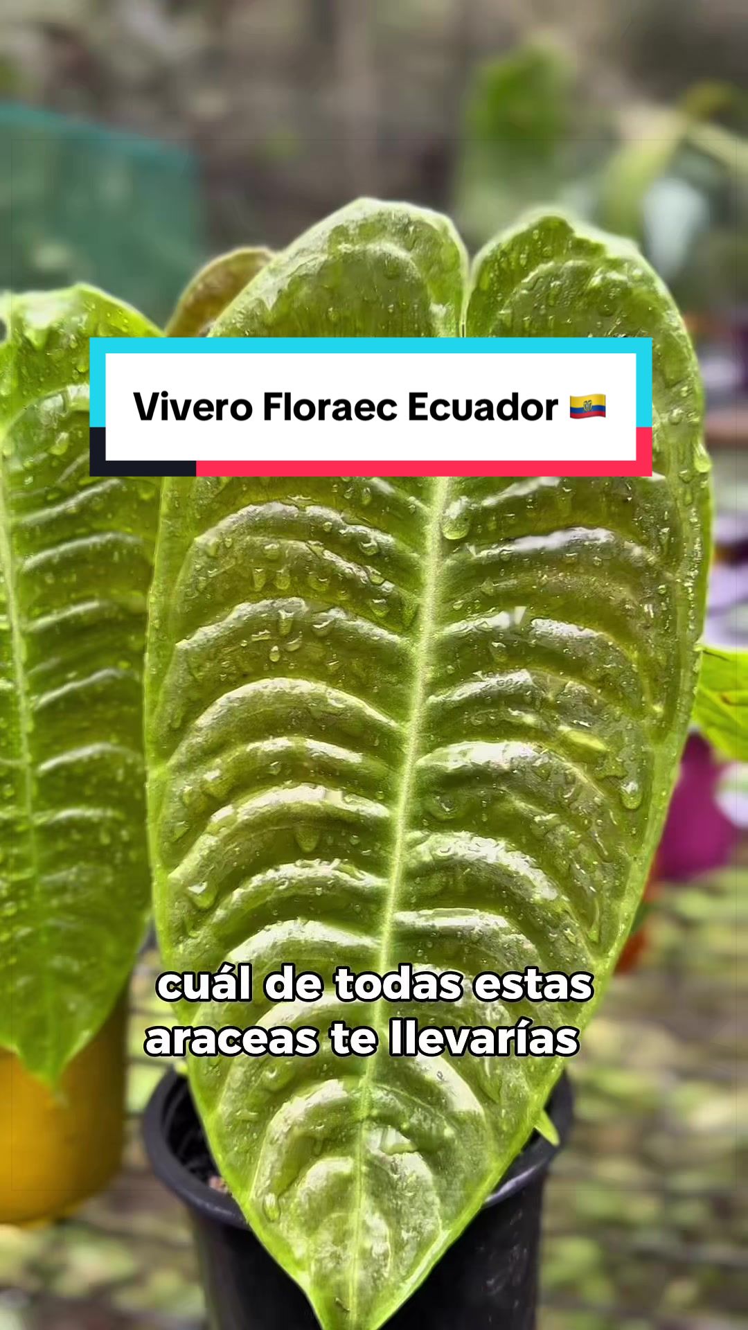 @arianacarrascolopez