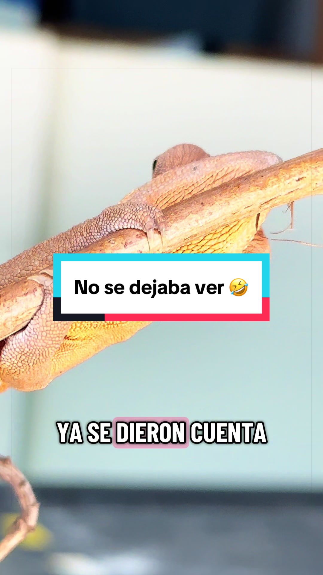 @ReptilMania
