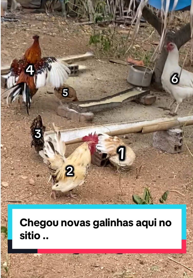 @Fernando Luiz