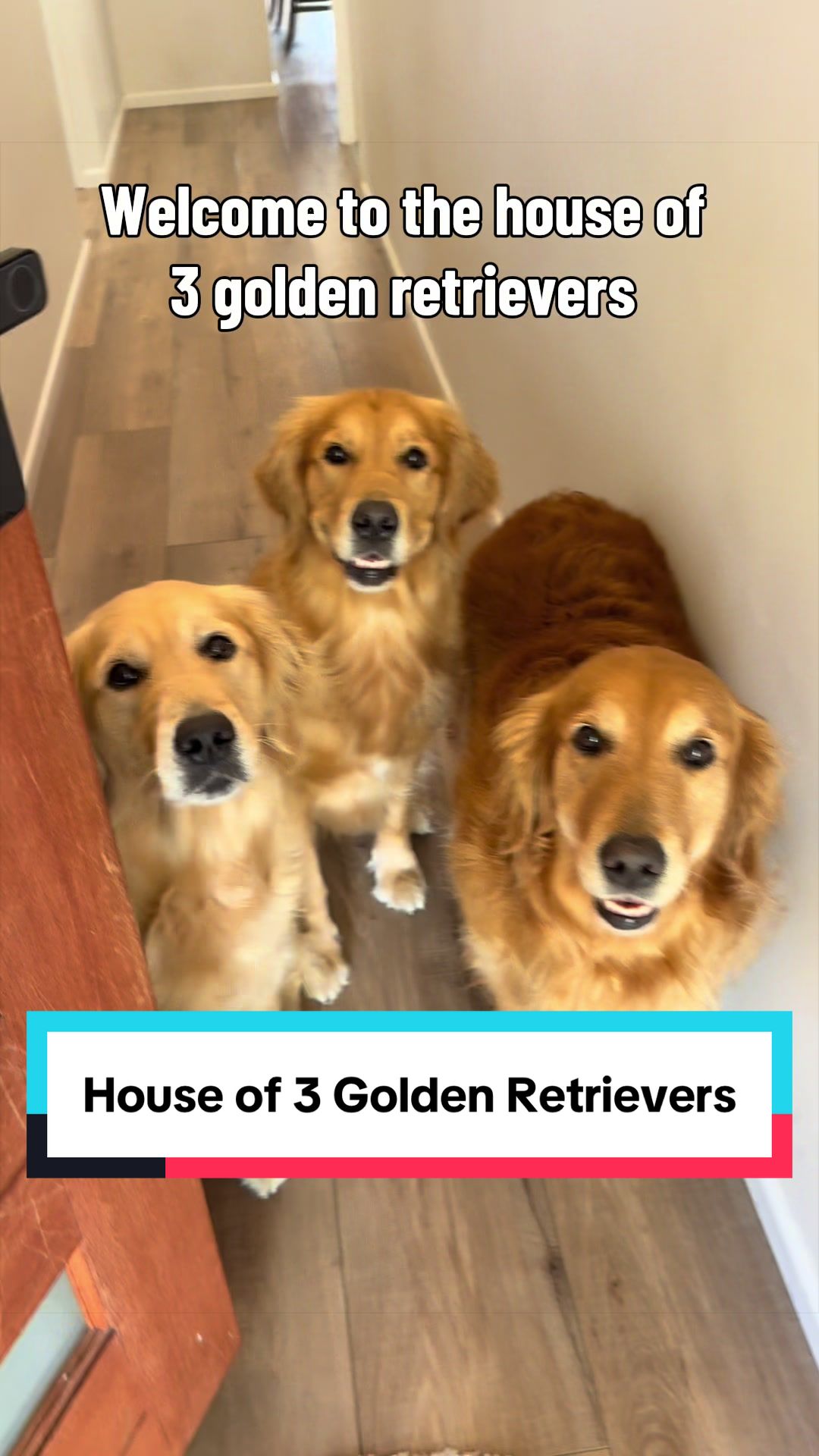 @3goldenretriever