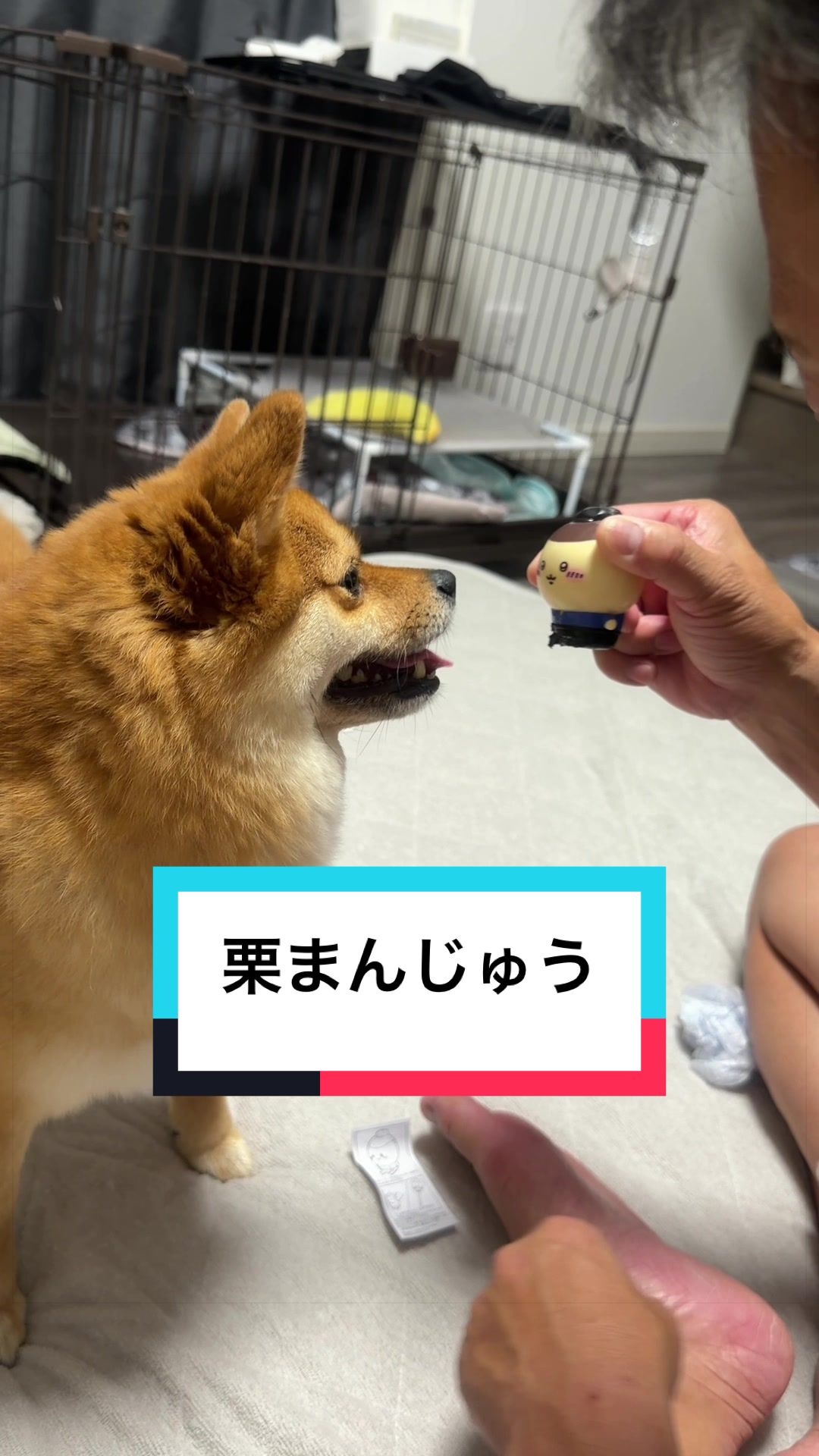 @🐶とん&ぺっぺこぺー🦊