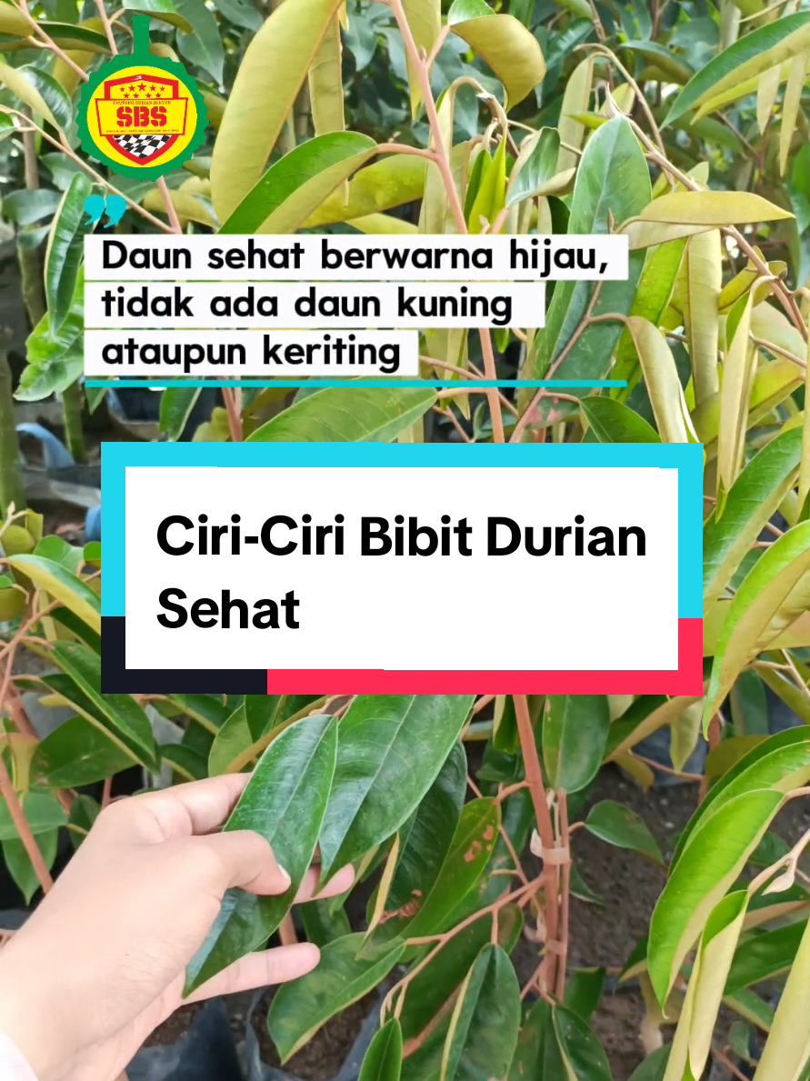 @Produksi Buah_SBS
