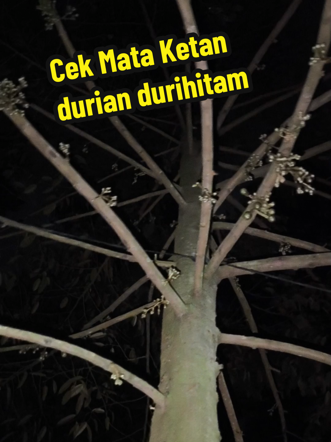 @Alas Durian Jepara