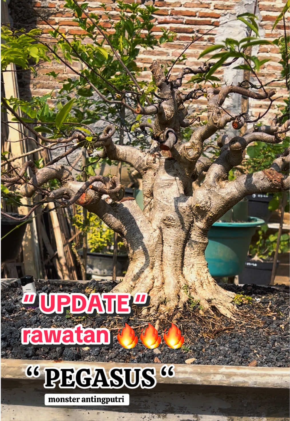 @warbonsai_purwodadi