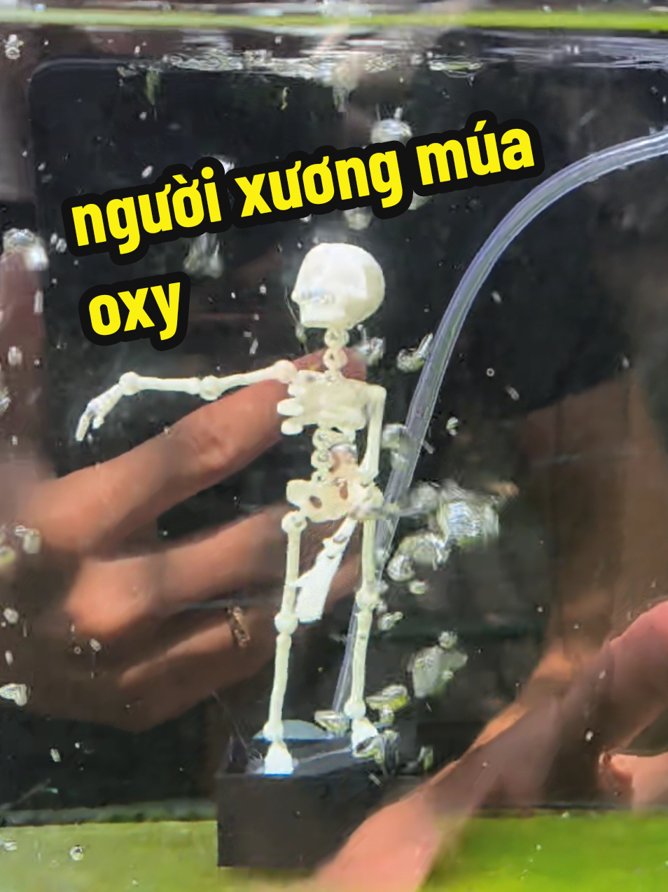 @Ngắm Cá Online