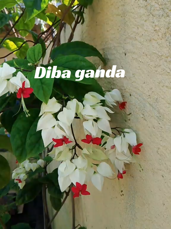 @buradona25