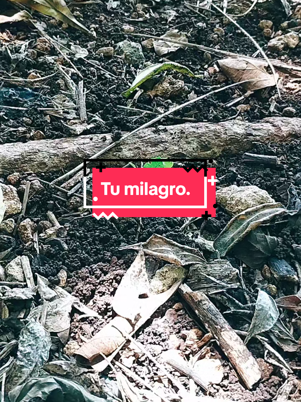 @Quitú333