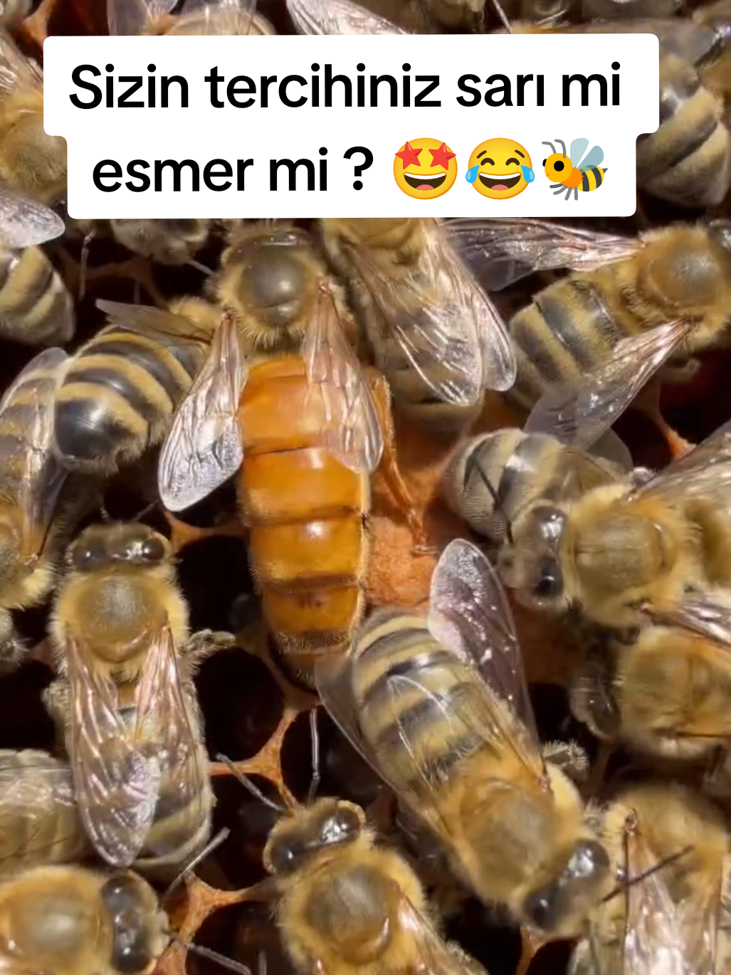 @Doğan Arıcılık 🐝